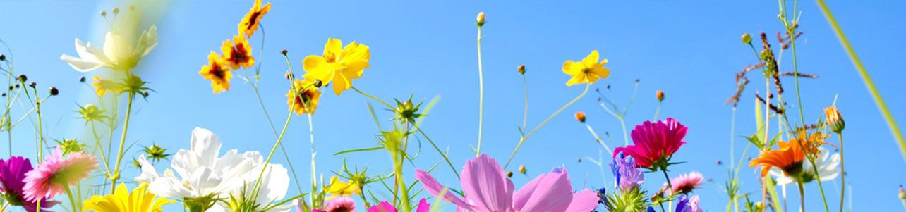 Erfolgreiche und gesunde Gewichtsreduktion